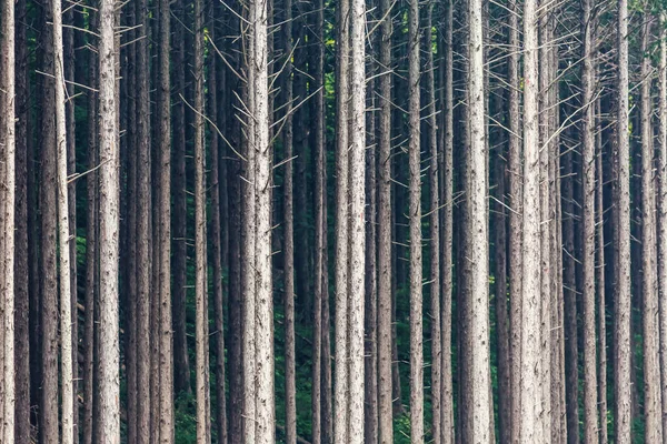 일본 삼림 속깊은 곳에 있는 숲의 나무들 — 스톡 사진