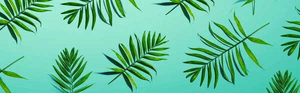 Tropische Palmenblätter von oben — Stockfoto