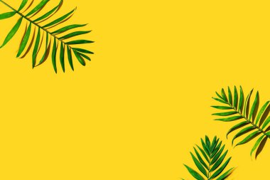 Tropik palmiye yaprakları yukarıdan