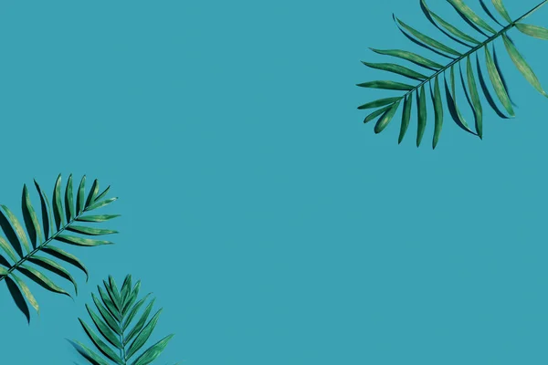 Tropiska palmblad uppifrån — Stockfoto