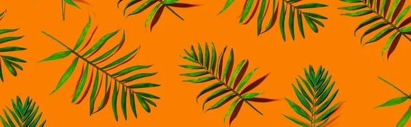 Foglie di palma tropicale dall'alto — Foto Stock
