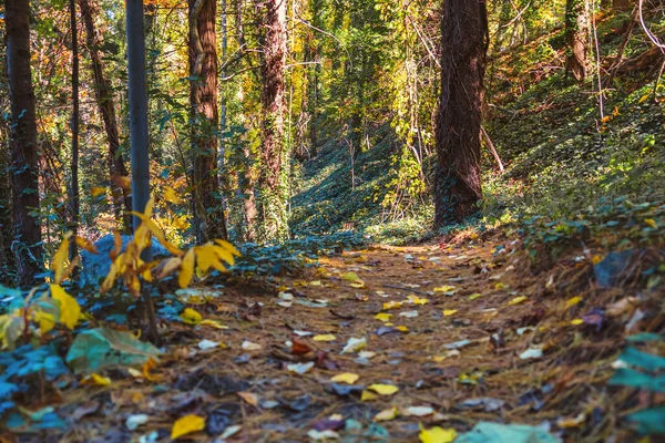 Лісова стежка з барвистим осіннім листям — стокове фото