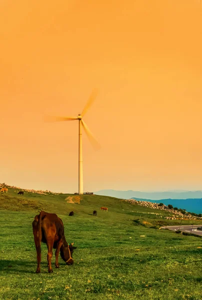 Верхній вітряк з коровами — стокове фото