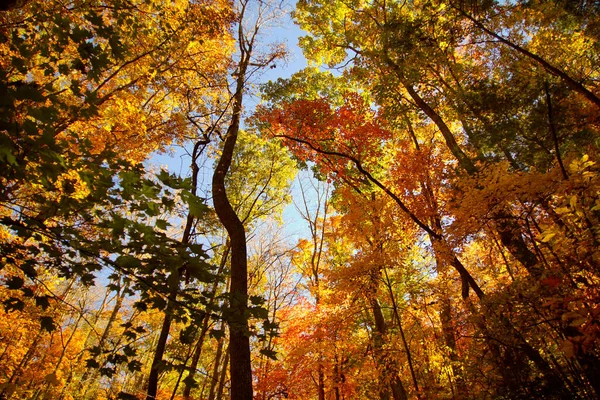 Лесное дерево с цветными осенними листьями — стоковое фото