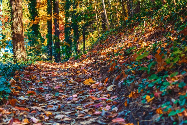 Лесная тропа с цветными осенними листьями — стоковое фото