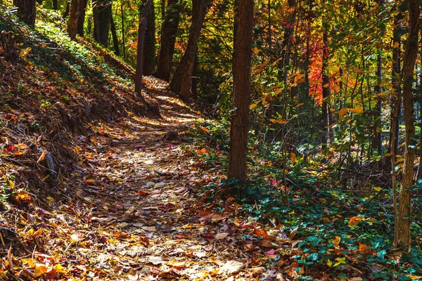 Camino del bosque con hojas de otoño coloridas — Foto de Stock