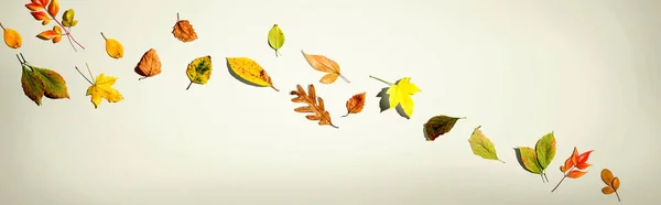 Bunte Herbstblätter — Stockfoto