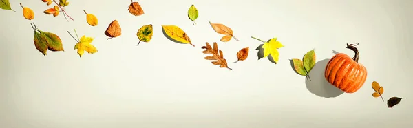 Calabaza de otoño con hojas coloridas vista aérea —  Fotos de Stock