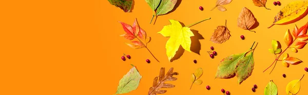 Színes őszi levelek felülnézetből — Stock Fotó