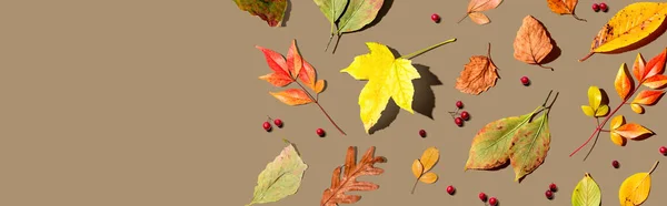 Барвисте осіннє листя вид зверху — стокове фото