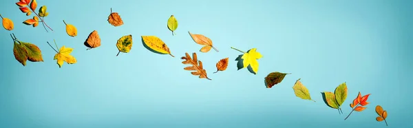 Kleurrijke herfstbladeren — Stockfoto
