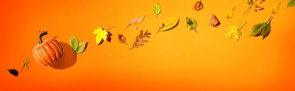 Calabaza de otoño con hojas coloridas vista aérea —  Fotos de Stock