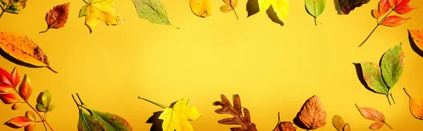 Foglie colorate autunno — Foto Stock