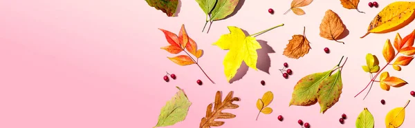 Kleurrijke herfstbladeren bovenaanzicht — Stockfoto