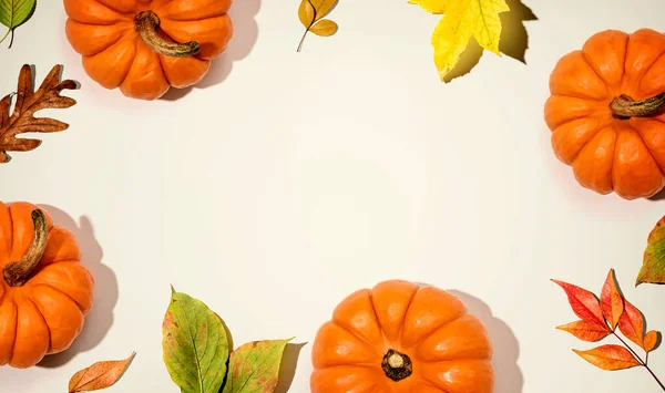 Citrouilles d'automne avec des feuilles colorées vue aérienne — Photo