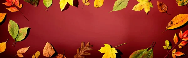 カラフルな紅葉 — ストック写真