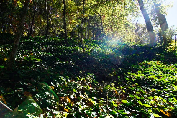 Escena del bosque en las montañas Blue Ridge — Foto de Stock