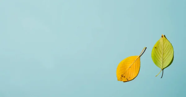 Folhas de outono de cima — Fotografia de Stock