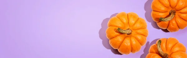 Autumn orange pumpkins overhead view — Stock Photo, Image