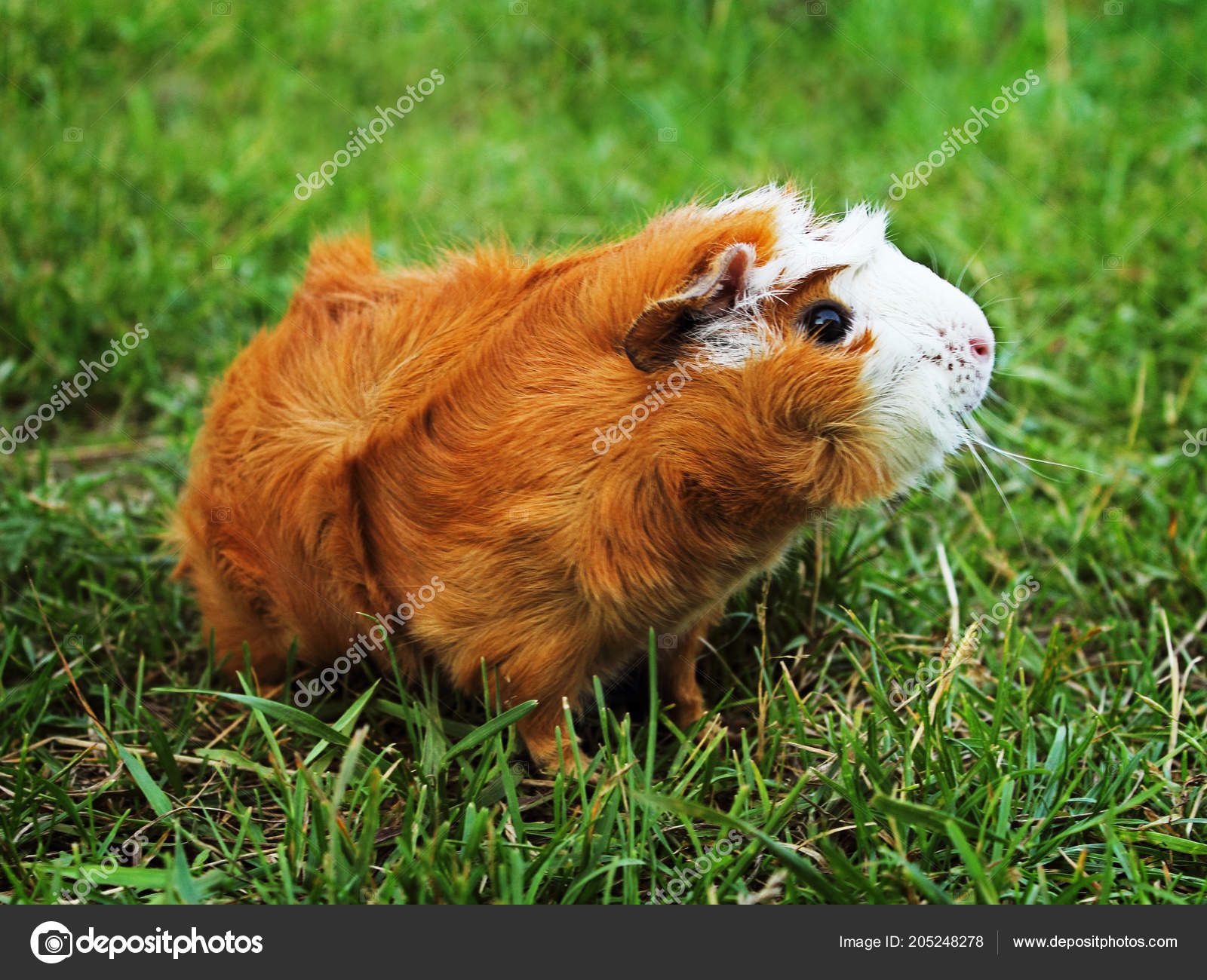 red abyssinian guinea pig