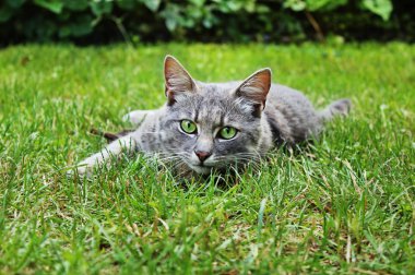Yakın çekim yaz Park gri kedi portresi.
