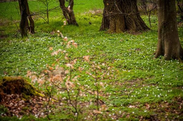 Anemonen 4 — Stockfoto