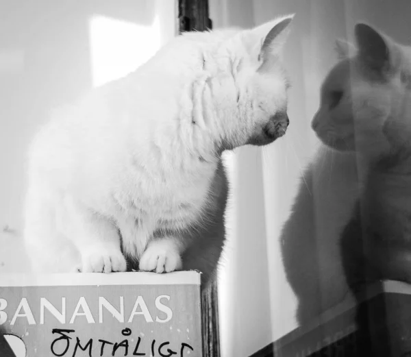 A white cat mirroring herself in a window