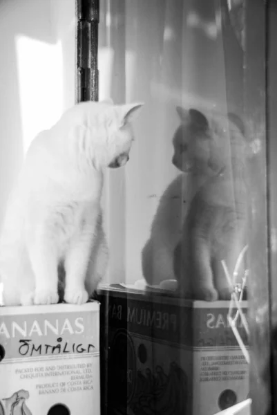 A white cat mirroring herself in a window