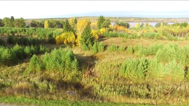 秋の風景です 晴れた日の川の銀行で黄ばんだ秋の木々 — ストック動画