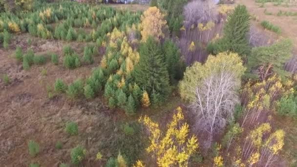 Herbstbäume Ufer Des Flusses Bei Sonnigem Tag — Stockvideo