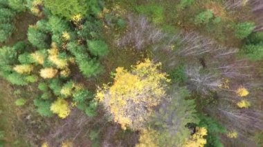  Güneşli günde Nehri'nin sonbahar ağaçlara
