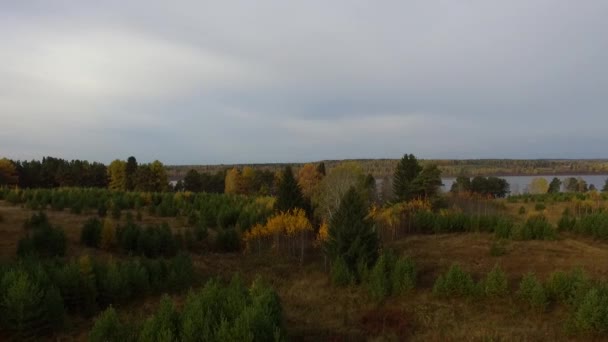 在晴朗的日子里 河岸边的秋树 — 图库视频影像