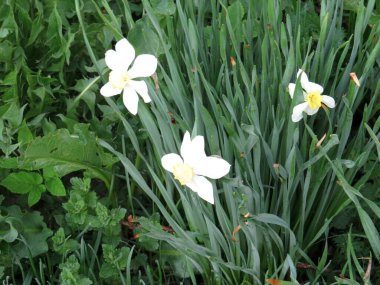 Çiçek tarlasında yetişen nergislerin güzel bahar çiçekleri