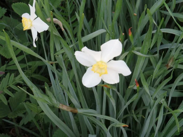 Vackra Vårblommor Påskliljor Växer Trädgården Rabatt — Stockfoto