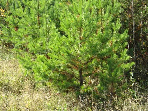 Spruce Pine Tree Growing Mountain Slopes — Stock Photo, Image