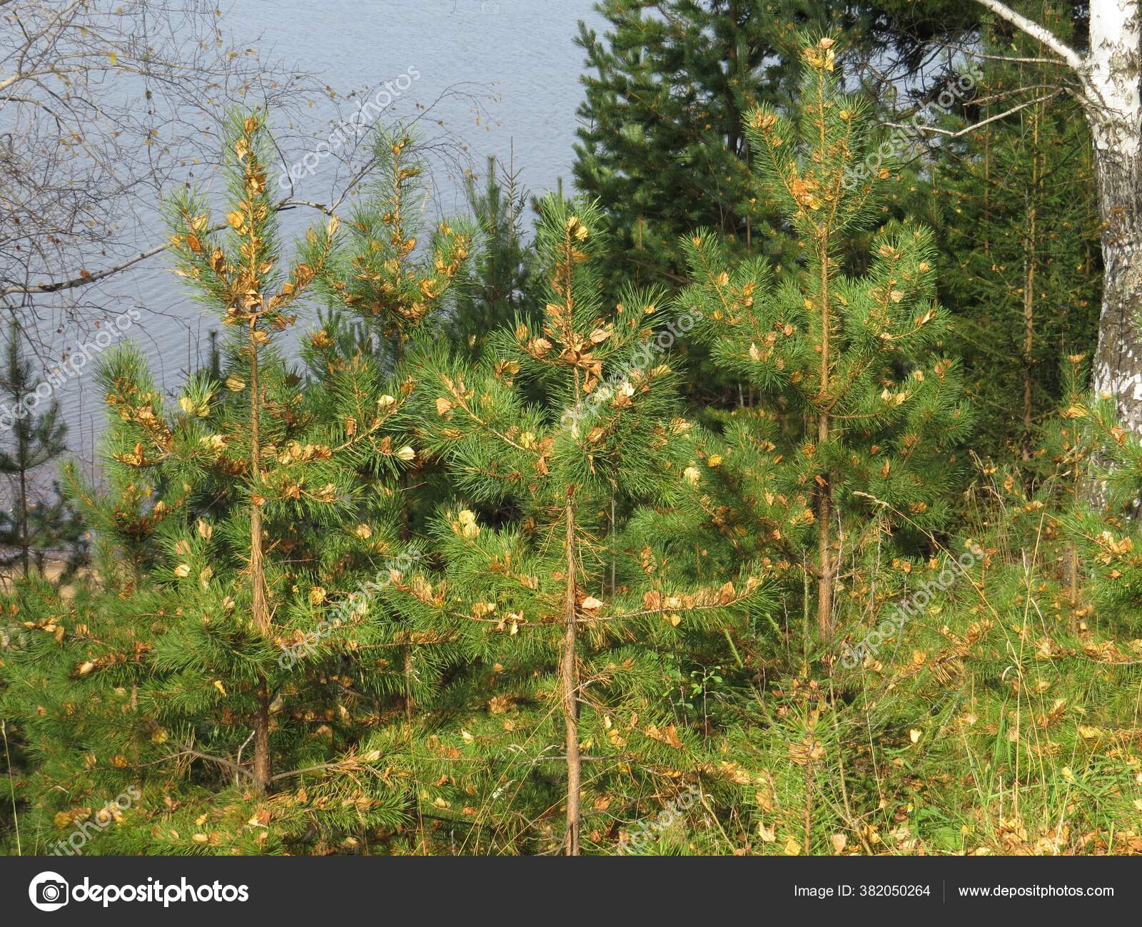 Pohon Cemara Spruce Tumbuh Lereng Gunung Stok Foto C Sabaninvv57 382050264