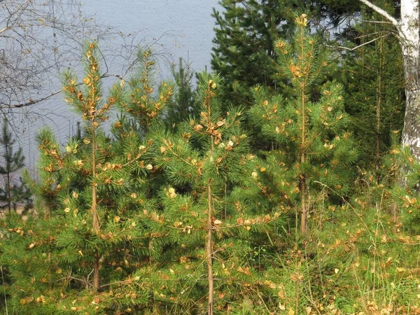산비탈에서 자라는 가문비나무 — 스톡 사진