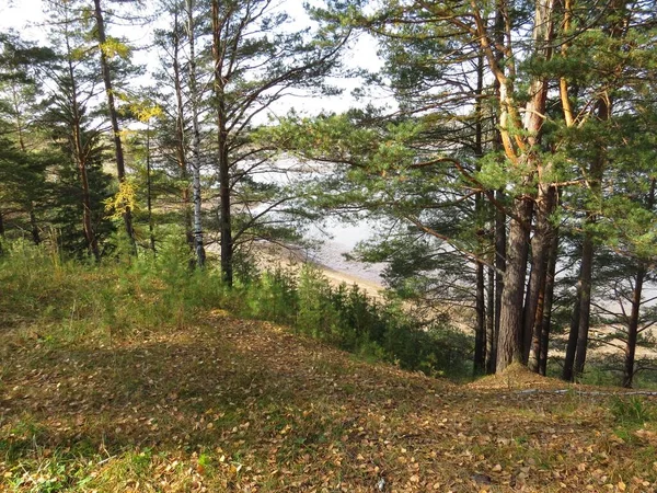 Jalur Hutan Musim Gugur Turun Danau — Stok Foto