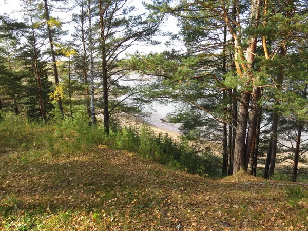 Sentiero Nella Foresta Autunnale Scende Lago — Foto Stock