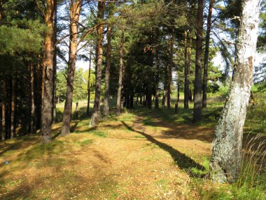 Sonbahar ormanındaki patika göle iniyor.