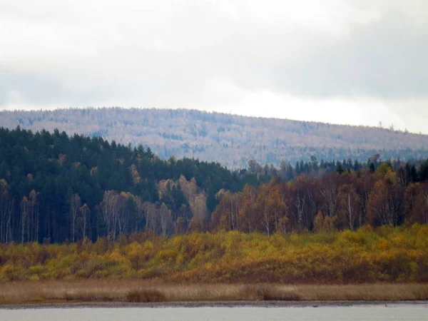 Oranje Herfstbomen Tegen Blauwe Lucht Herfst Natuurlijke Weergave Van Herfstbomen — Stockfoto