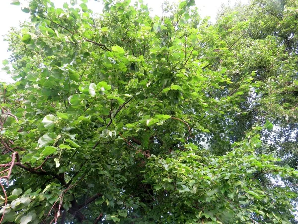 Feuilles Vertes Dans Jardin — Photo