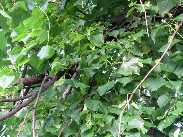 Feuilles Vertes Dans Jardin — Photo