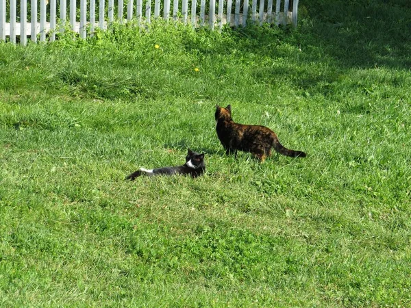 2匹の子猫が家の前の芝生で遊ぶ — ストック写真