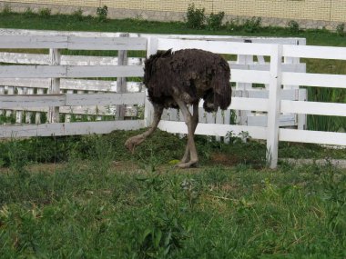 Yekaterinburg yakınlarındaki evcil hayvan çiftliğinde Afrika devekuşu.