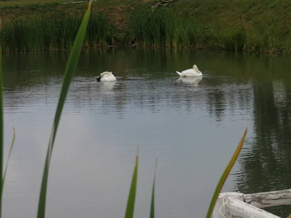Zwei Weiße Schwäne Schwimmen Über Den Teich — Stockfoto