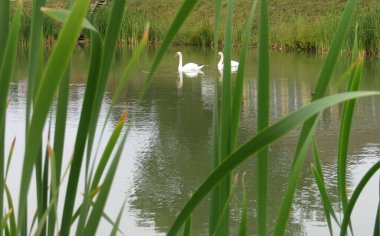 İki beyaz kuğu gölette yüzüyor.