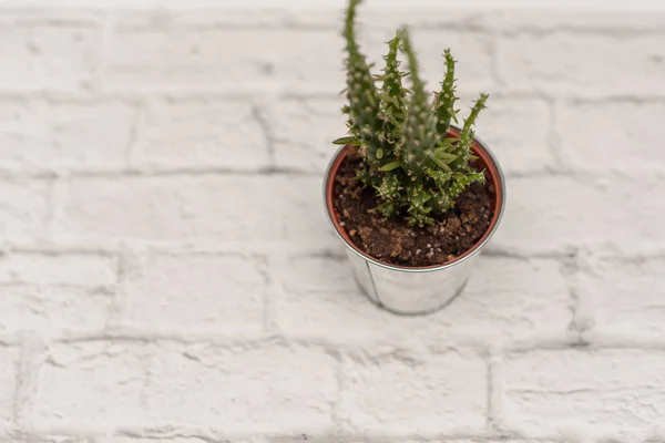 cactus pot plant , white bricks background