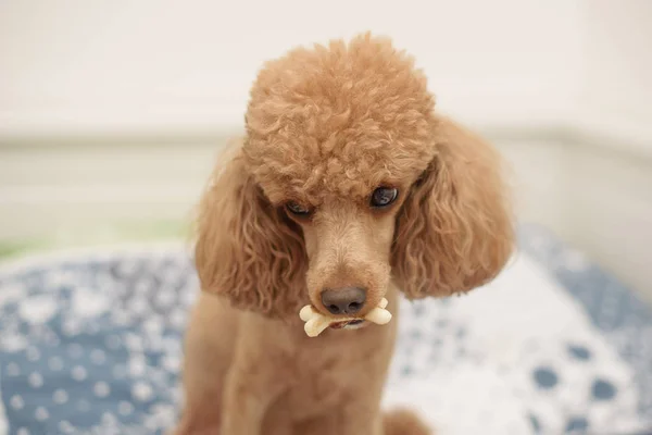 poodle dog with bone in mouth