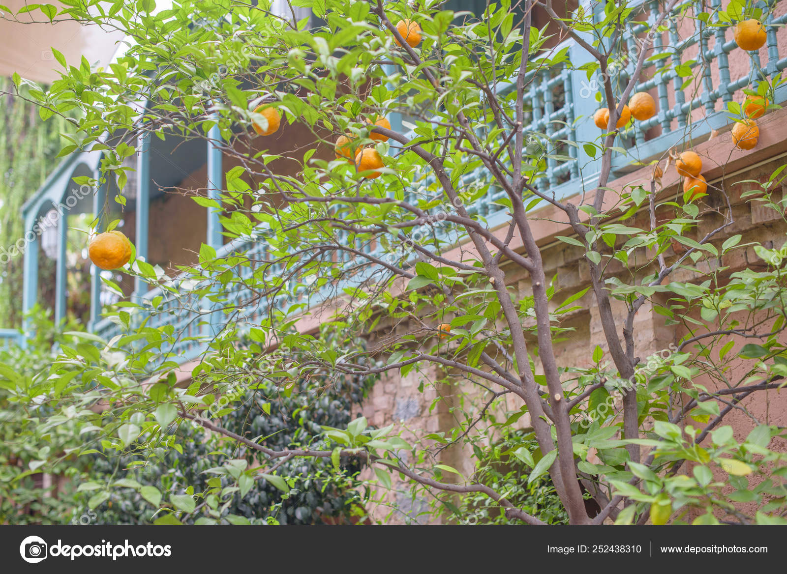 Oranges Ripening Tree — Stock Photo © klavdiyav 252438310